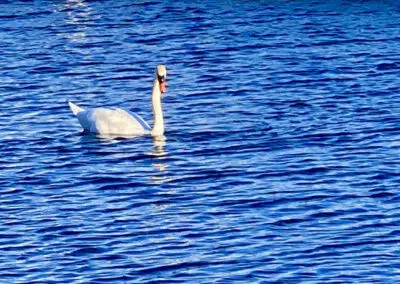 uck living on Lake Simcoe observes people boating. This scene unfolds during a serene moment on the lake, with the duck adding to the tranquil ambiance as it watches boaters pass by, enjoying the natural surroundings.