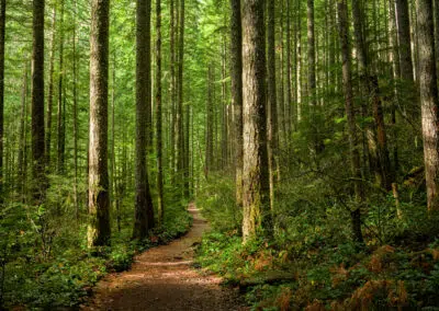 Path Through A Sunlit Forest